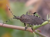 HETEROPTERA: CHIAVI DICOTOMICHE